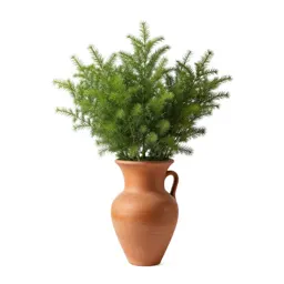 Cineraria