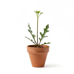 Closed gentian