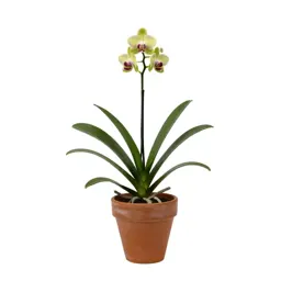 Coastal rein orchid