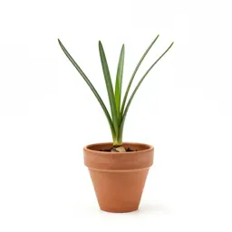 Coelogyne