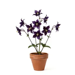 Columbine