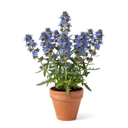 Common ageratum