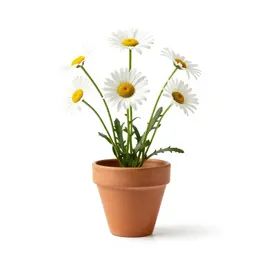 Common daisy
