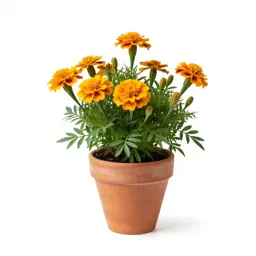 Common marigold