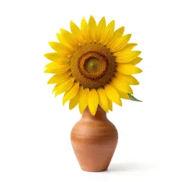 Common sunflower