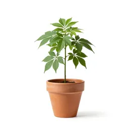 Compass plant