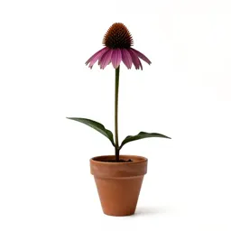 Coneflower