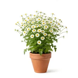 Corn chamomile