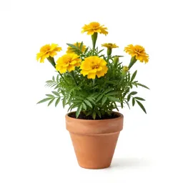 Corn marigold