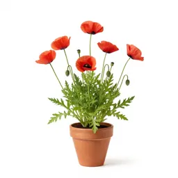 Corn poppy