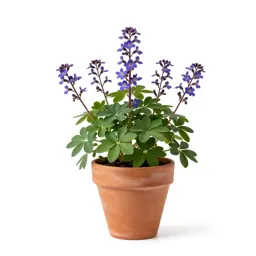 Corydalis