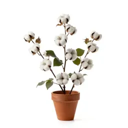 Cotton rose