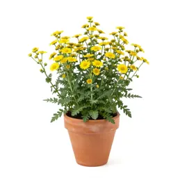 Cowpen daisy