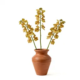 Crested coral root
