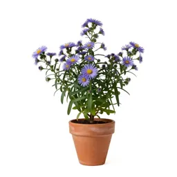 Crooked-stemmed aster