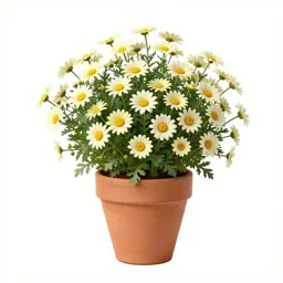Crown daisy