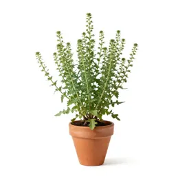 Cudweed