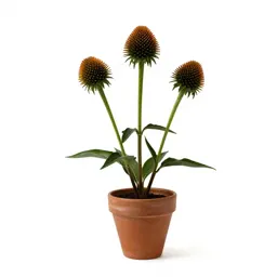 Cutleaved coneflower