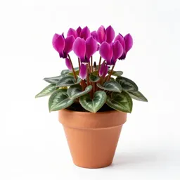 Cyclamen