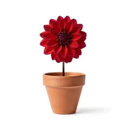 Dahlia