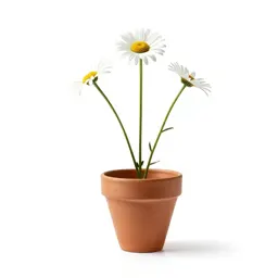 Daisy