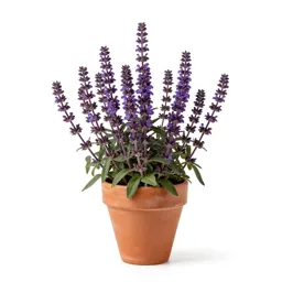 Damask violet