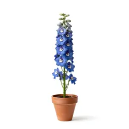 Delphinium