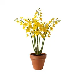 Dendrobium