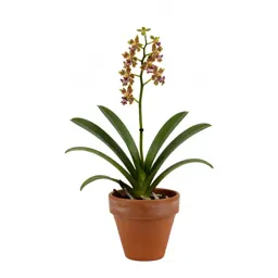 Disa