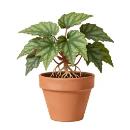 Fibrous-rooted begonia