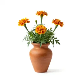 Fig marigold