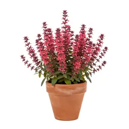 Fire pink