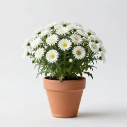 Flat-topped white aster