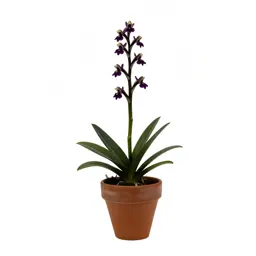 Fly orchid