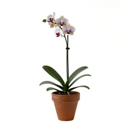 Fragrant orchid