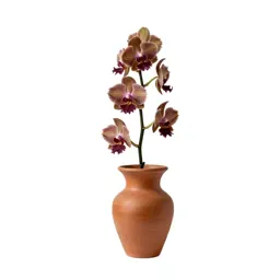Fringed orchis