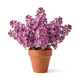 Fringed pink
