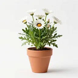 Gazania