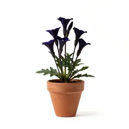 Gentian