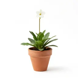 Gentianella