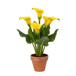 Golden calla