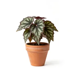 Grape-leaf begonia