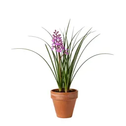 Grass pink