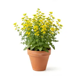 Gravelweed