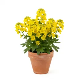Great yellow gentian