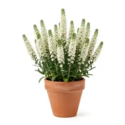 Heath aster