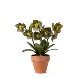 Helleborine