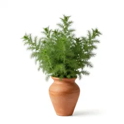 Herba impia