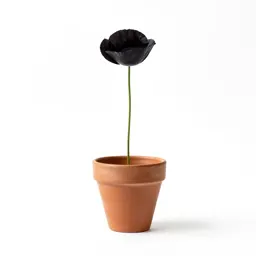 Horn poppy