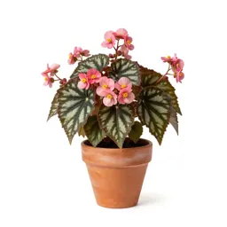 Hybrid tuberous begonia